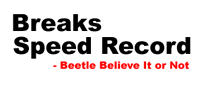 Beetle Breaks Land Speed Record